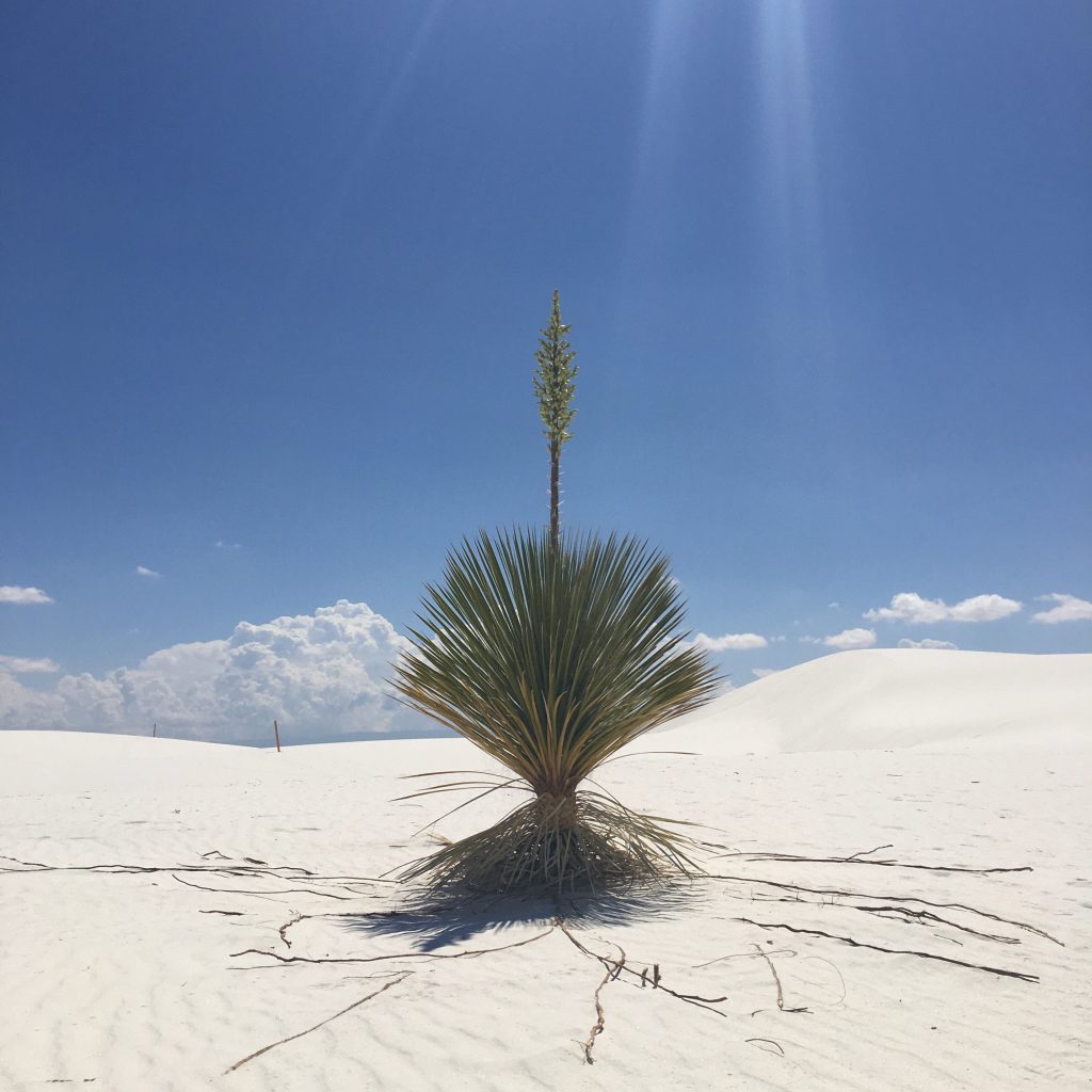 A yucca plant in the middle of a desert
